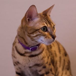 Meet your Posher, Manraj